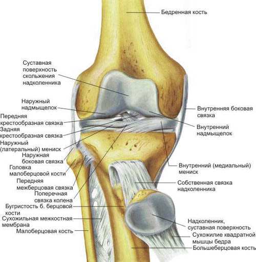 4854181_bolyat_koleni (500x510, 73Kb)