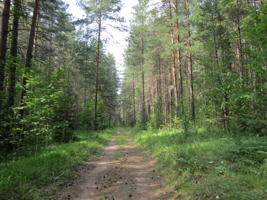 Фото прогулка в лесу