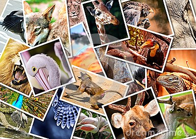 different-animals-collage-thumb27168113 (400x283, 226Kb)
