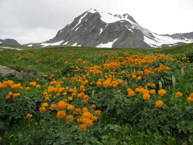 Горный Алтай купальница