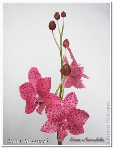 Керамическая флористика. Видео по лепке орхидеи из полимерной глины (6) (365x480, 70Kb)