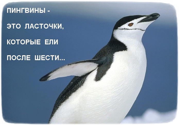 1277412097_06_pinguins (700x484, 86Kb)