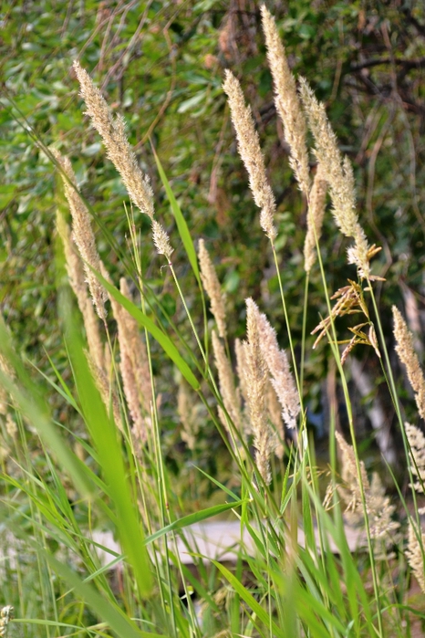 DSC_0562 (466x700, 295Kb)