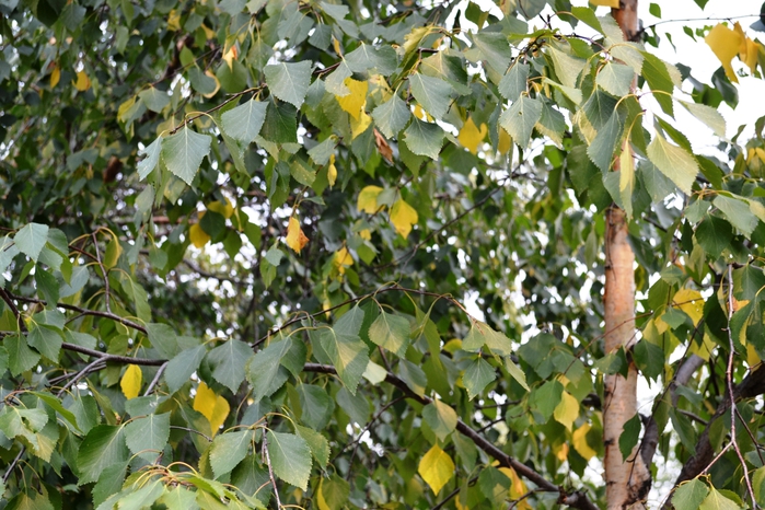 DSC_0589 (700x466, 331Kb)