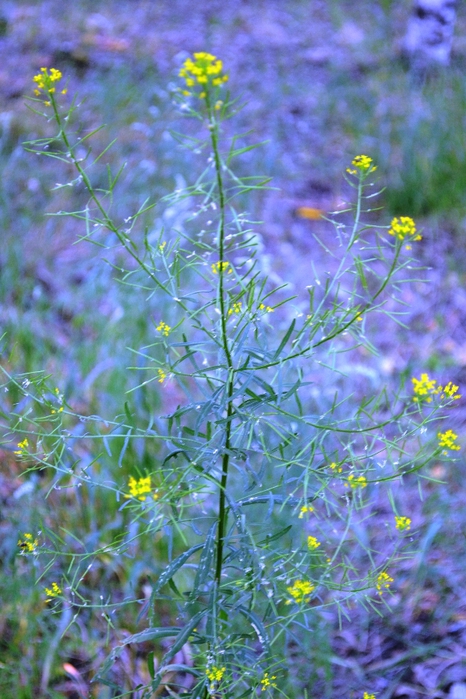 DSC_0593 (466x700, 294Kb)