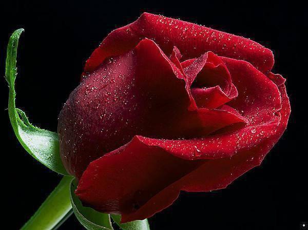 383968_219135271491115_305099732_n (600x448, 36Kb)