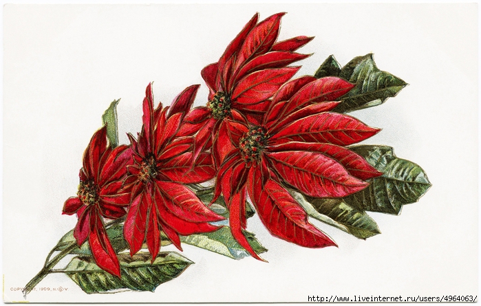 OldDesignShop_PoinsettiaBirthdayPC-Clean1 (700x445, 266Kb)