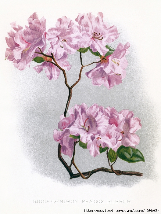 OldDesignShop_RhododendronCirca18851 (528x700, 310Kb)