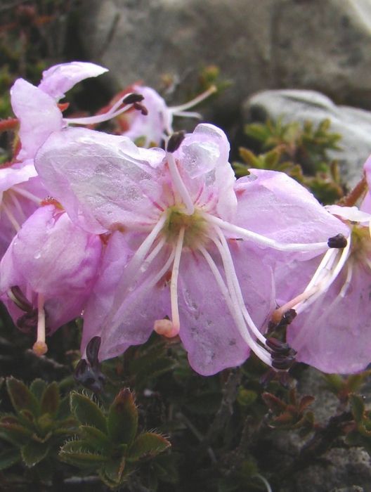 Drarf Alpenrose (Rhodothamnus chamaecistus) (528x700, 248Kb)