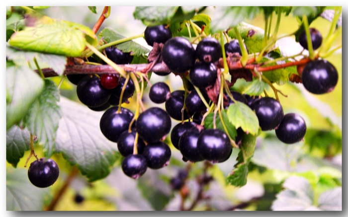 3587765_DSC_11771 (700x437, 230Kb)