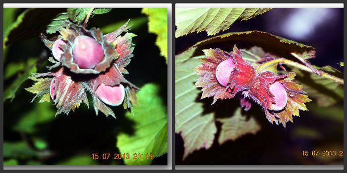 3587765_Collage008 (700x350, 78Kb)