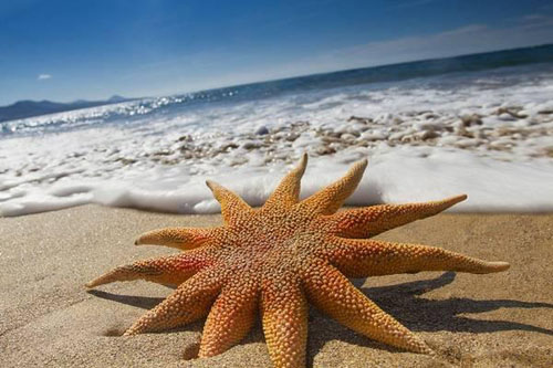 starfish16 (500x333, 66Kb)