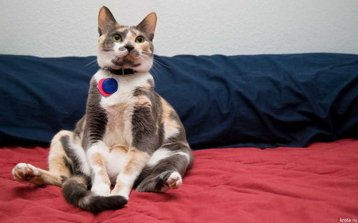 1284387612_cats_and_dogs_4_23 (700x437, 244Kb)
