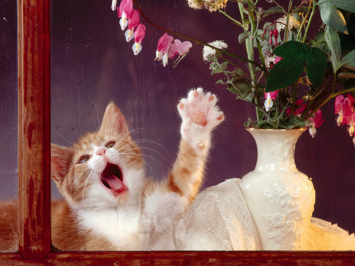Bringing-Home-Your-Kitty-Backgorund (700x525, 138Kb)