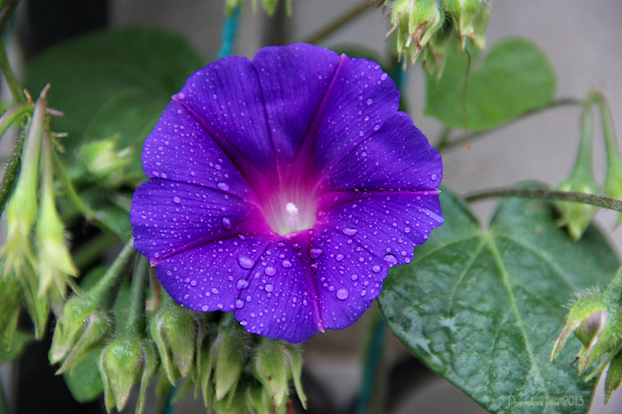 IMG_2385-800 (700x466, 361Kb)