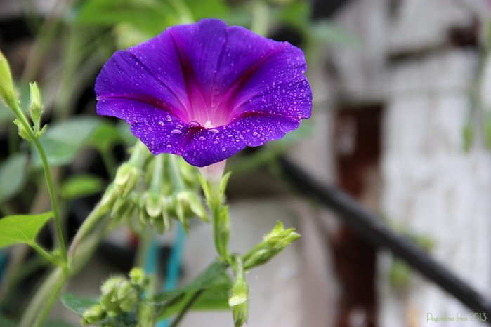 IMG_2386-800 (700x466, 287Kb)