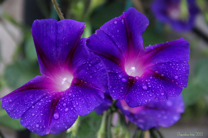 IMG_2431-800 (700x466, 326Kb)