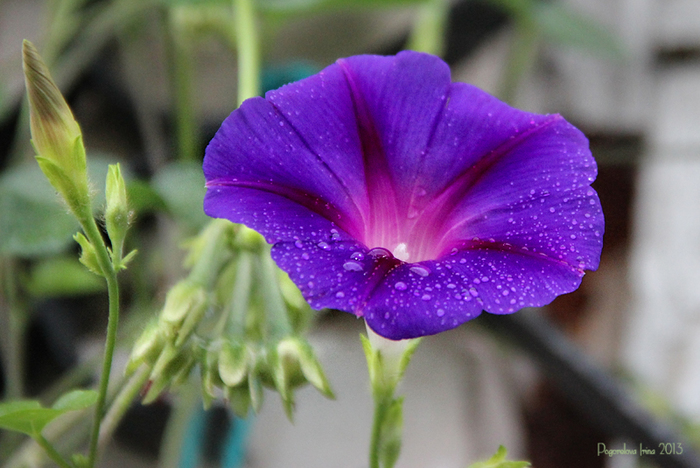 IMG_2456-800 (700x468, 286Kb)