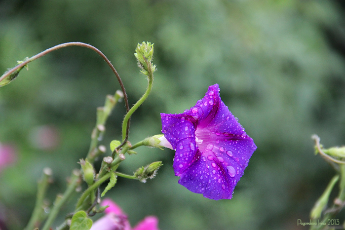 IMG_2500-800 (700x466, 269Kb)