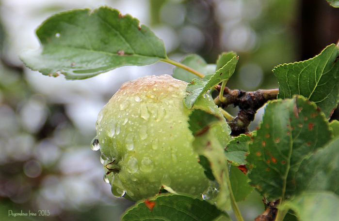 IMG_2625-800 (700x457, 333Kb)