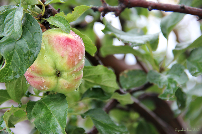 IMG_2665-800 (700x466, 339Kb)