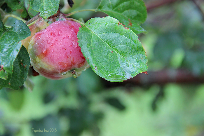 IMG_2669-800 (700x466, 325Kb)
