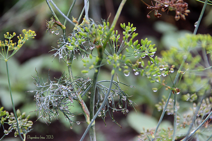 IMG_2715-800 (700x466, 468Kb)