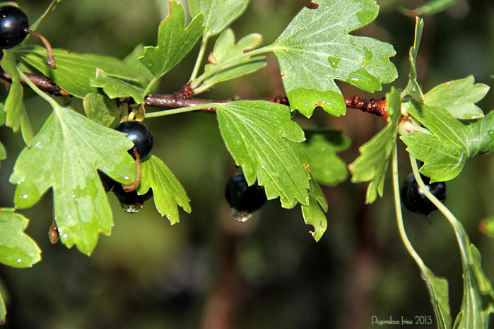 IMG_2885-800 (700x466, 363Kb)