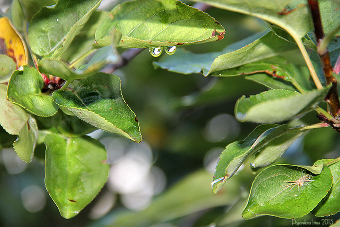 IMG_2890-800 (700x466, 429Kb)