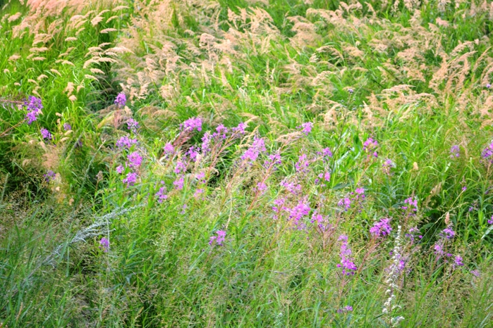 DSC_0789 (700x466, 371Kb)