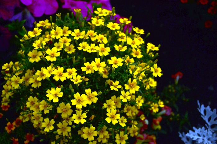 DSC_0834 (700x466, 299Kb)