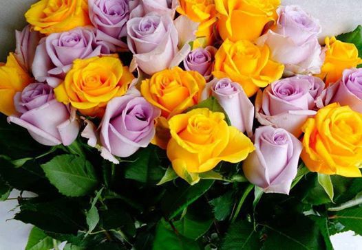 46906_201731723320301_443759557_n (526x364, 42Kb)