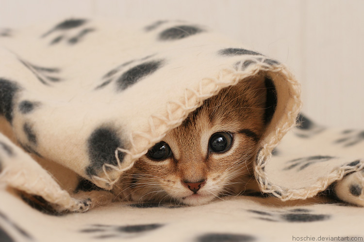 http://img0.liveinternet.ru/images/attach/b/4/103/699/103699152_large_3166706_wrapped_in_cuteness_by_hoschied377srm.jpg