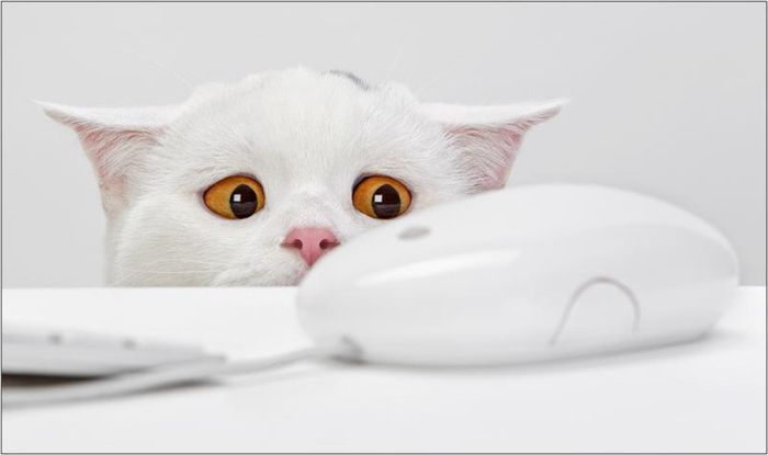 4733321_1259778617_1251998853_106 (700x415, 23Kb)