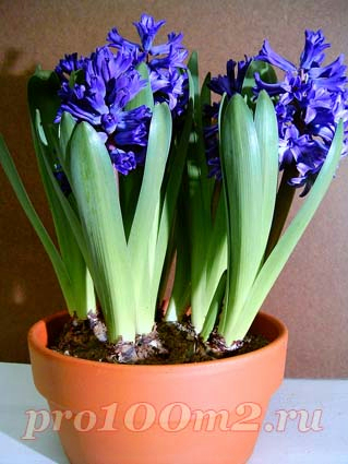 Hyacinth_8_blooming (319x425, 153Kb)