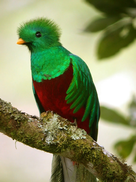 resplendent_quetzal (524x700, 230Kb)