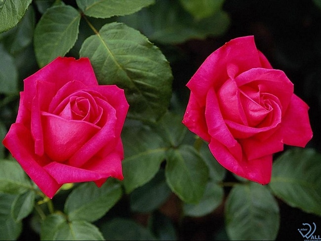 0b1748ea247879739fd2302c4c7045ef (650x488, 98Kb)