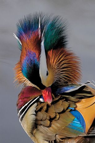 3861116_112yo (306x460, 50Kb)