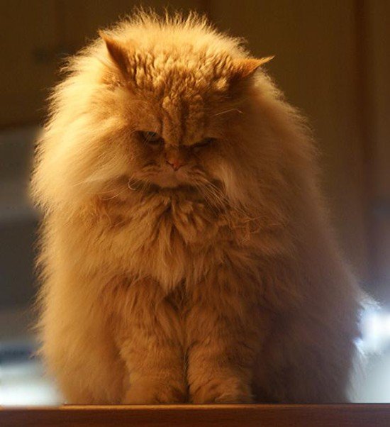 5177462_1276921920_cats_4 (550x602, 51Kb)