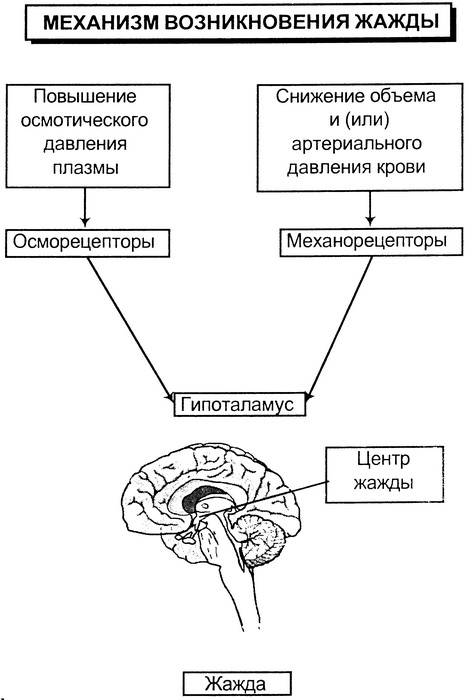 Схема регуляции пищевого поведения