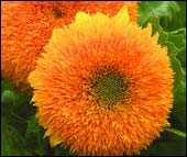 flowers0071 (170x143, 7Kb)