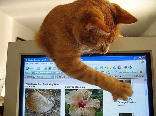     (600x447, 62Kb)