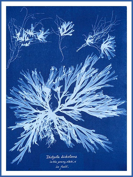 4742292_445pxAnna_Atkins_algae_cyanotype (460x611, 157Kb)