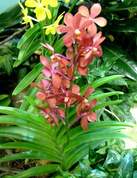 orchid_03 (540x700, 307Kb)