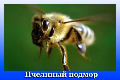 untitled.png21.png88 (400x267, 140Kb)