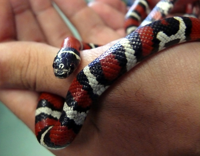 P1100216 (700x548, 111Kb)    (Lampropeltis triangulum) photo-art by Pogrebnoj-Alexandroff