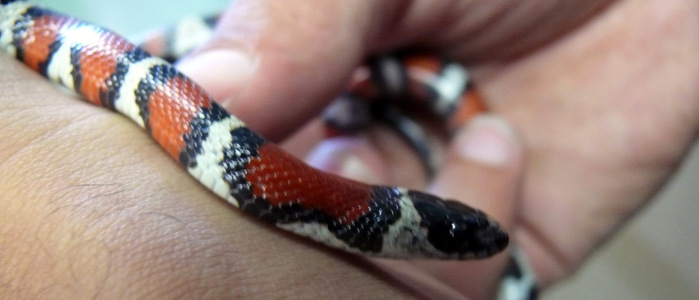 P1100217 (700x300, 60Kb)    (Lampropeltis triangulum) photo-art by Pogrebnoj-Alexandroff