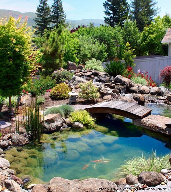 Custom-created-bridge-above-the-beautiful-koi-pond (600x674, 342Kb)