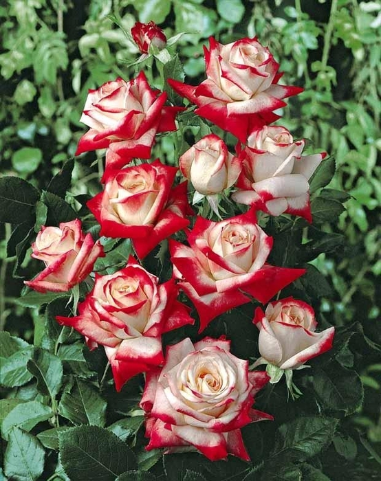 0_5c82b_df28e302_XL (554x700, 333Kb)