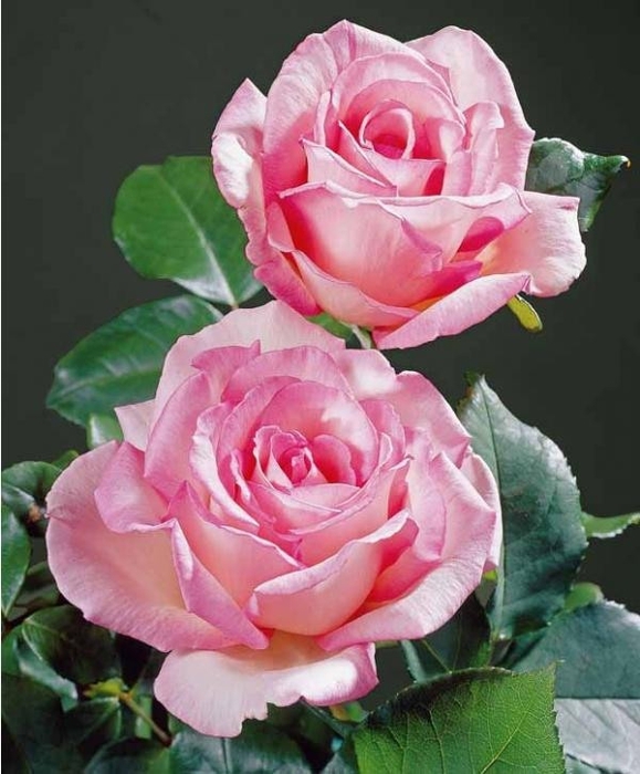 0_5c812_9555f0d7_XL (579x700, 236Kb)